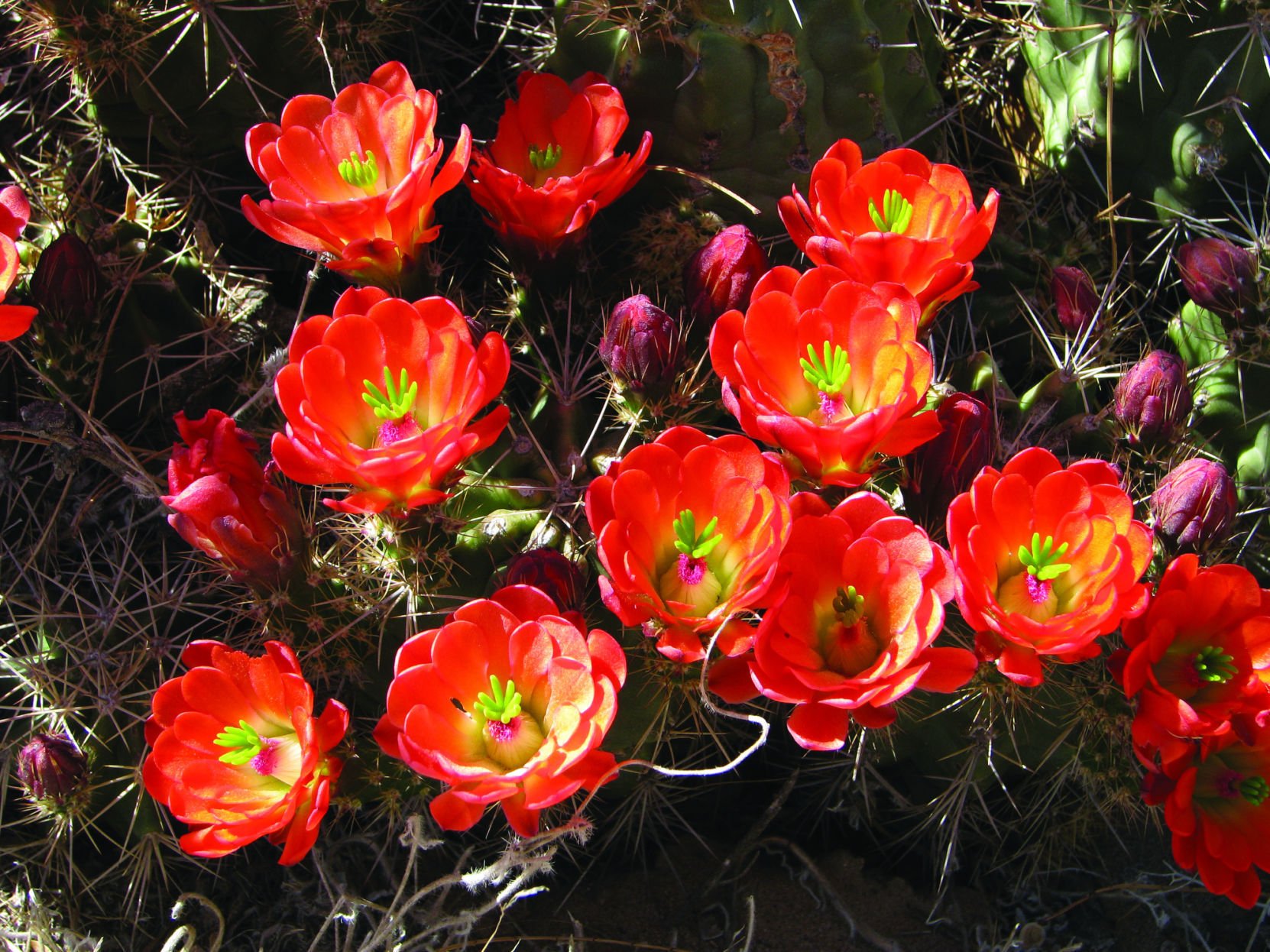 Hummingbird plants
